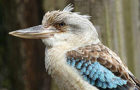 Blue-winged Kookaburra