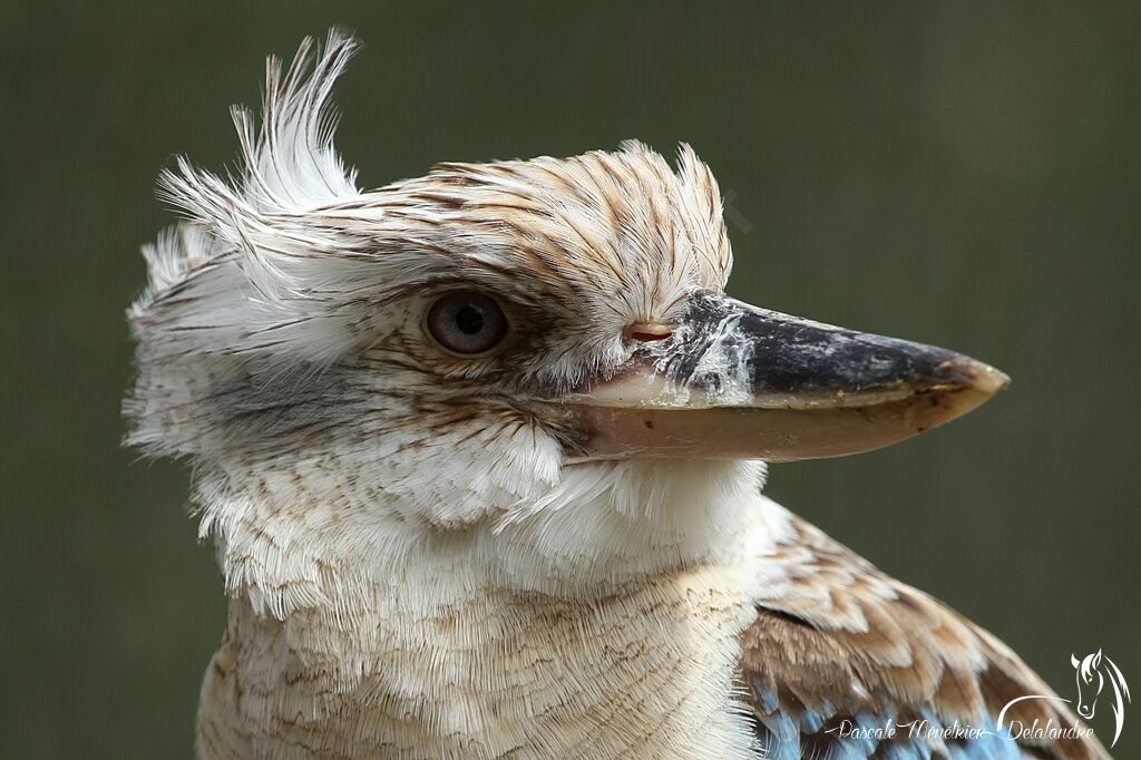 Martin-chasseur à ailes bleues