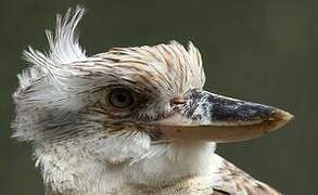 Blue-winged Kookaburra