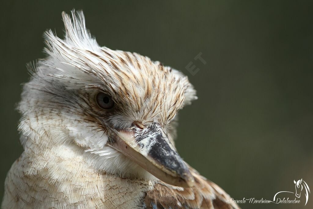 Martin-chasseur à ailes bleues