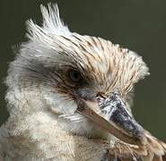 Blue-winged Kookaburra