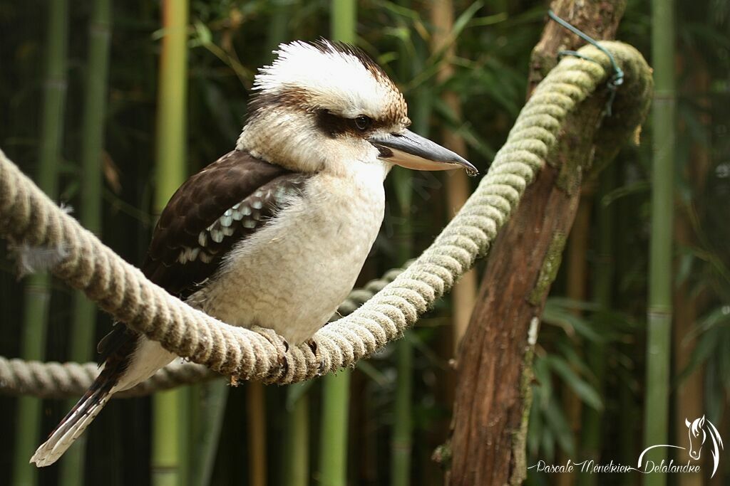 Laughing Kookaburra