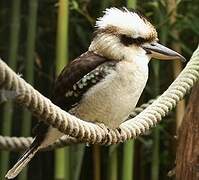 Laughing Kookaburra