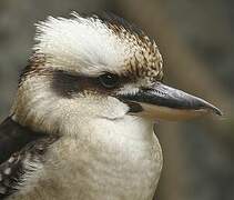 Laughing Kookaburra