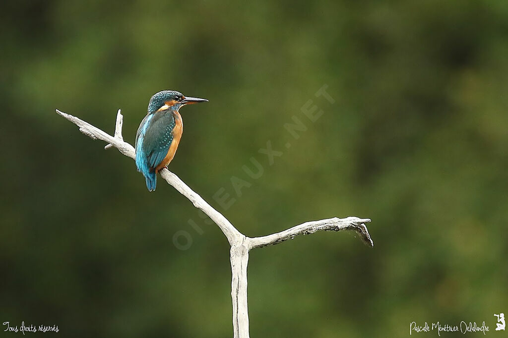 Common Kingfisher