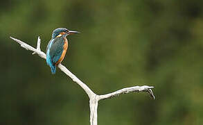 Common Kingfisher