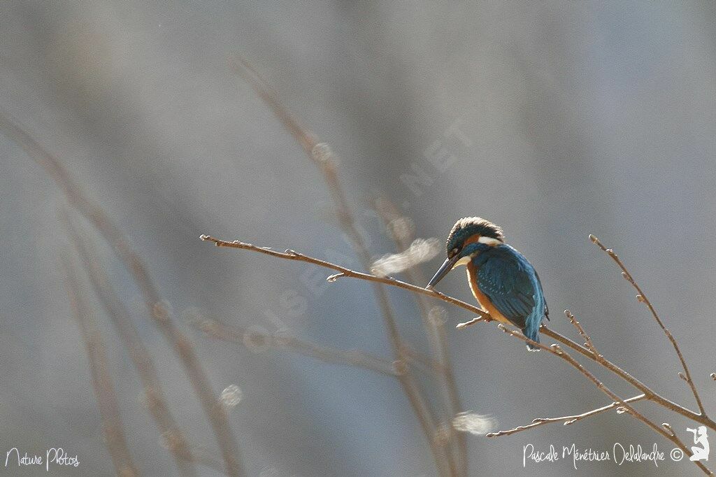 Common Kingfisher