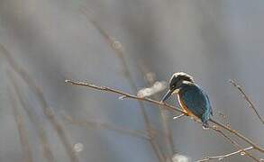 Common Kingfisher