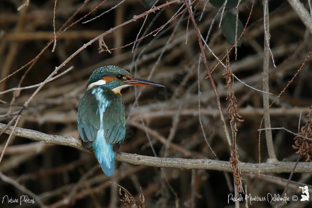 Common Kingfisher female