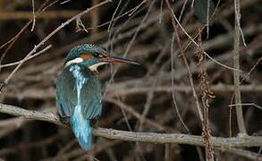 Common Kingfisher