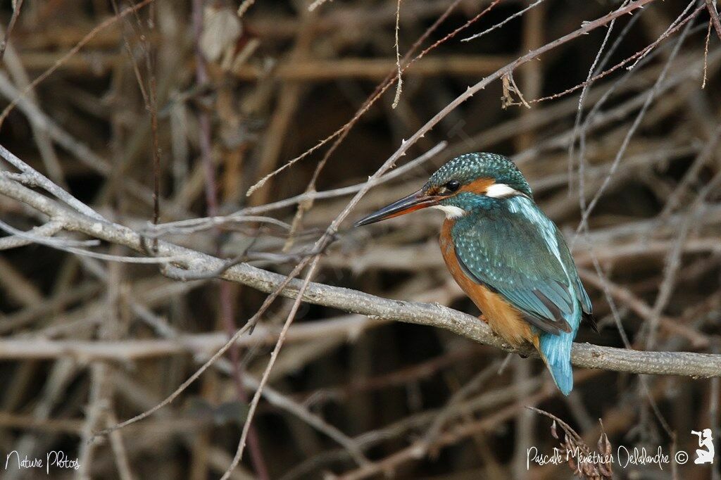 Common Kingfisher female