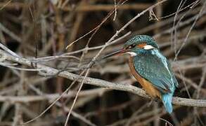 Common Kingfisher