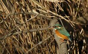 Common Kingfisher