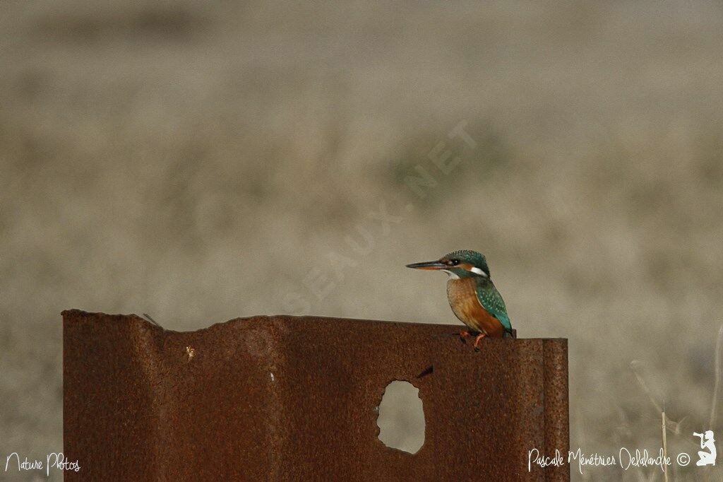 Common Kingfisher female