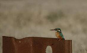 Common Kingfisher