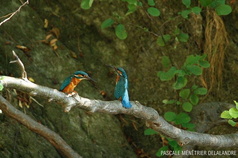 Common Kingfisheradult