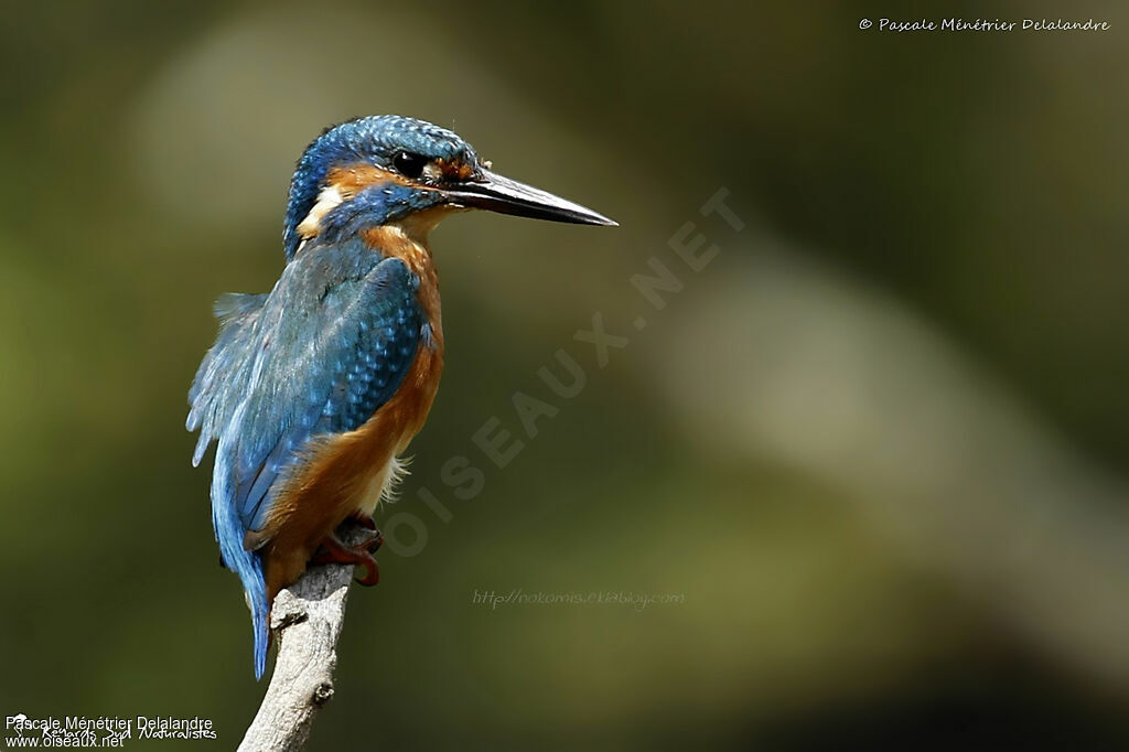 Common Kingfisher male