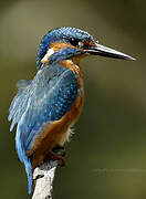 Common Kingfisher