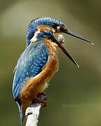 Common Kingfisher