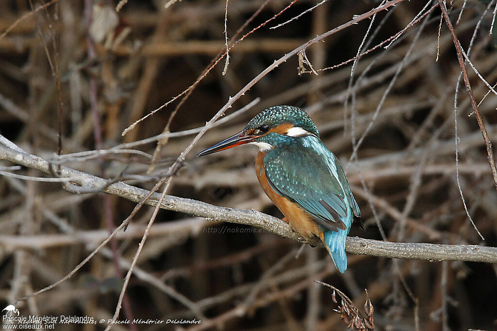 Common Kingfisher female