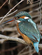 Common Kingfisher