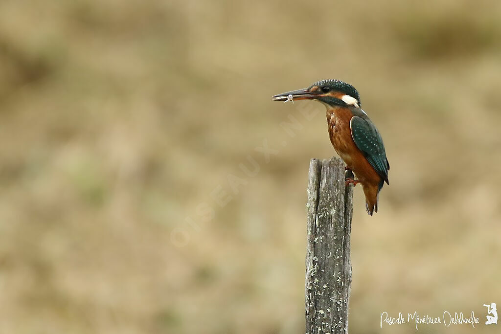 Martin-pêcheur d'Europe