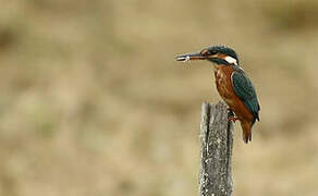 Common Kingfisher