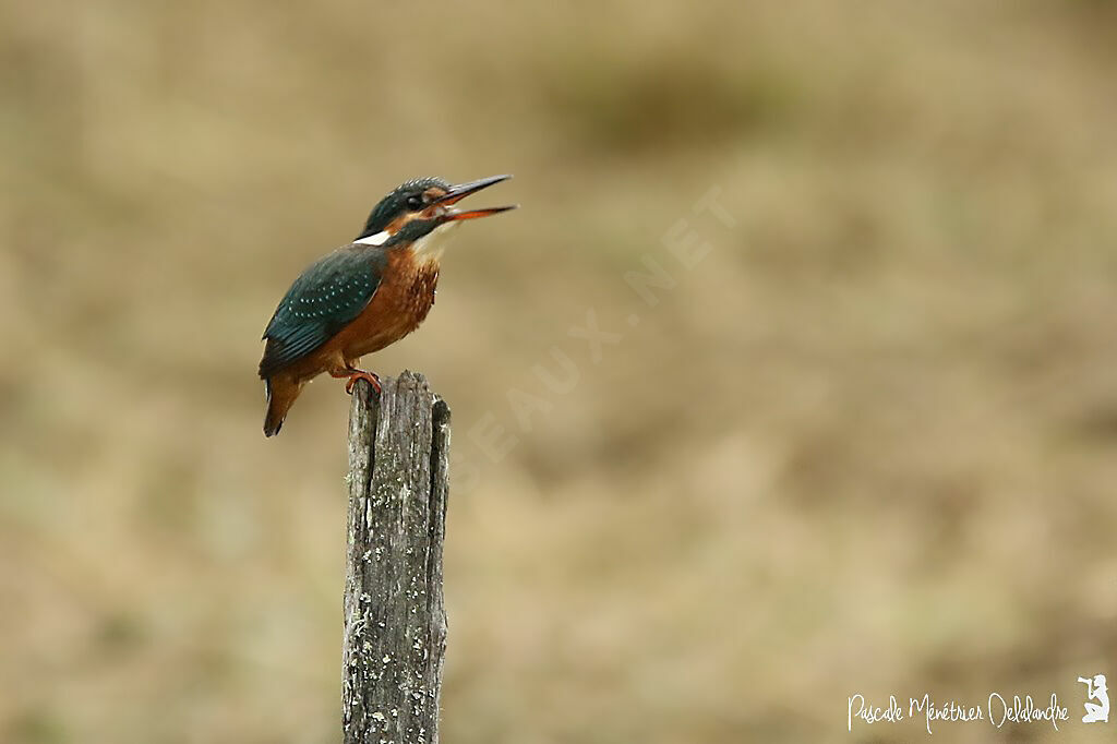 Common Kingfisher