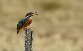 Common Kingfisher