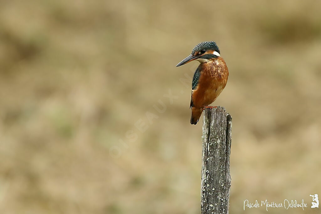 Common Kingfisher