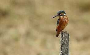 Common Kingfisher