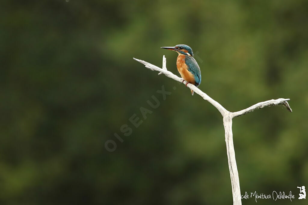 Common Kingfisher