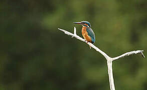 Common Kingfisher