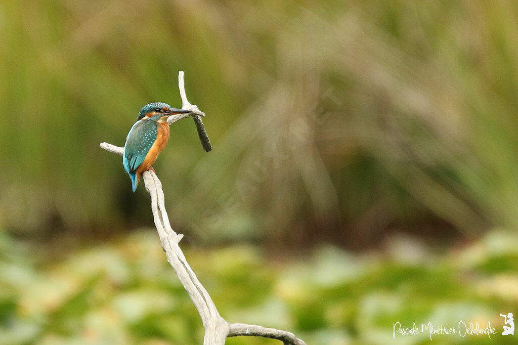 Common Kingfisher