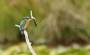 Common Kingfisher