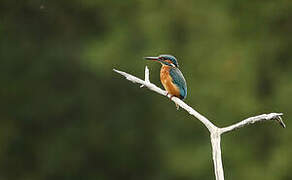 Common Kingfisher