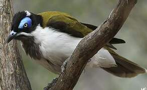 Blue-faced Honeyeater