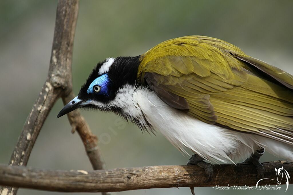 Blue-faced Honeyeater