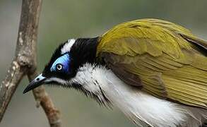 Blue-faced Honeyeater