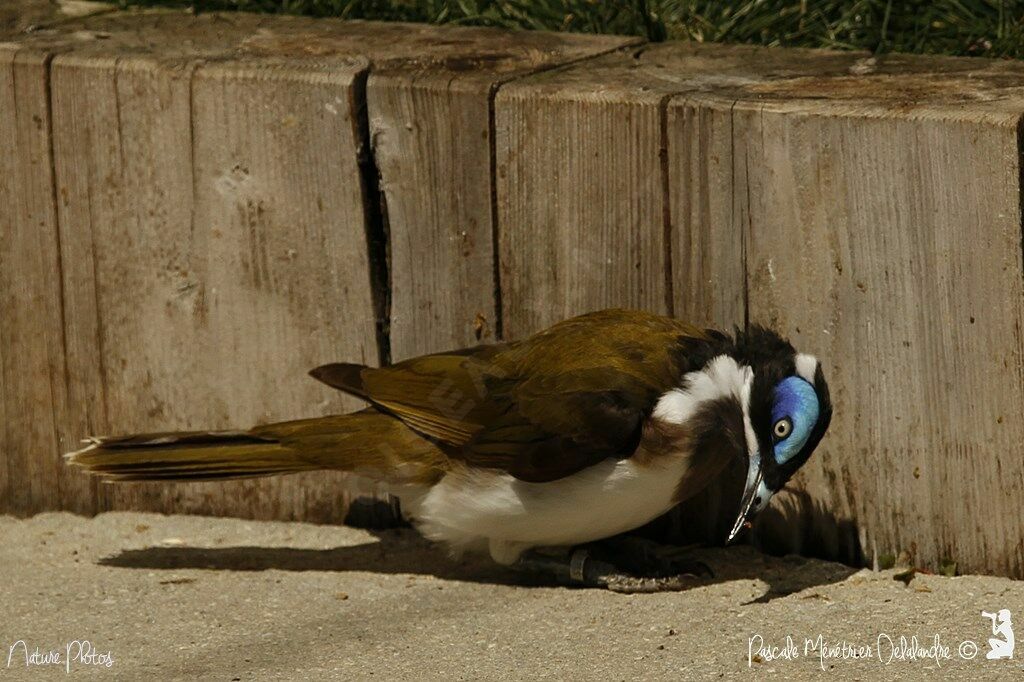 Blue-faced Honeyeater