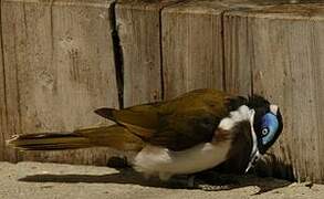 Blue-faced Honeyeater