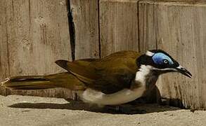 Blue-faced Honeyeater