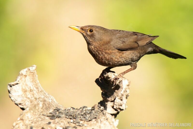 Common Blackbird female adult