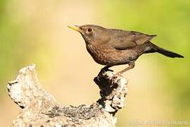 Common Blackbird