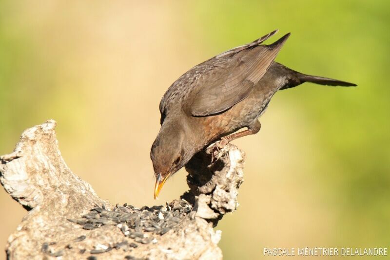 Common Blackbird female adult