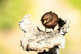 Common Blackbird