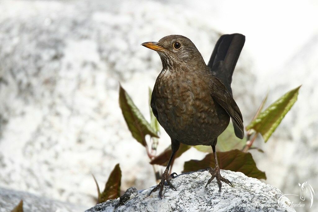 Common Blackbird female