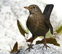 Common Blackbird