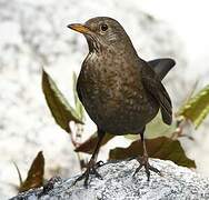 Common Blackbird