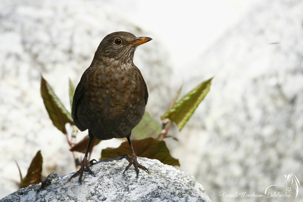 Common Blackbird female